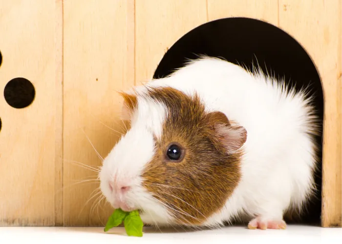 guinea pig in his home