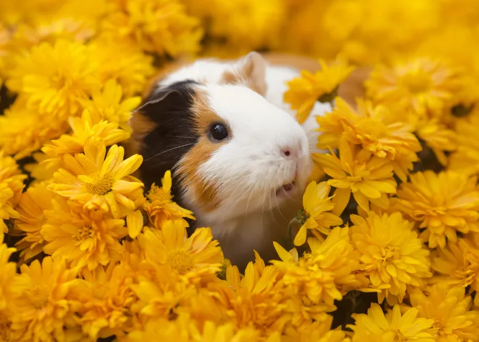 guinea pig in the middle of yellow flowers