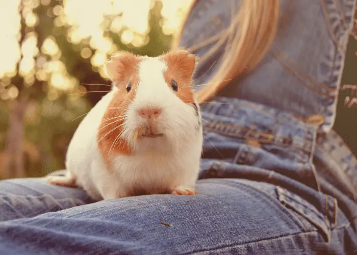 guinea pig on a girl's lap