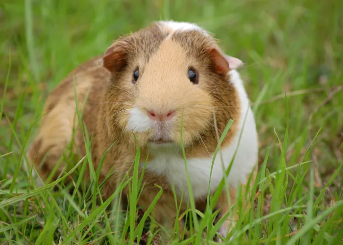 guinea pig on the lawn eating grass