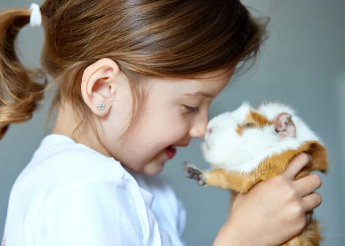 guinea pig with its girl owner