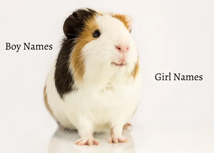 guinea pig with names