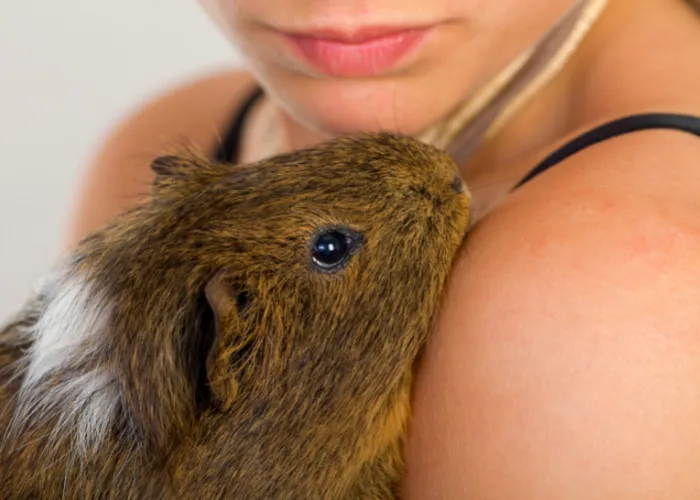 guinea pig with owner close up photo