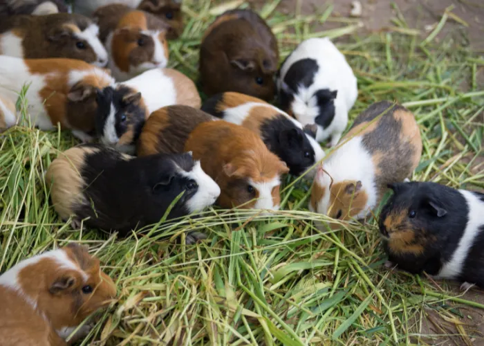 guinea pigs eating hay