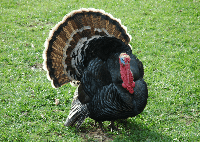 male turkey on the lawn