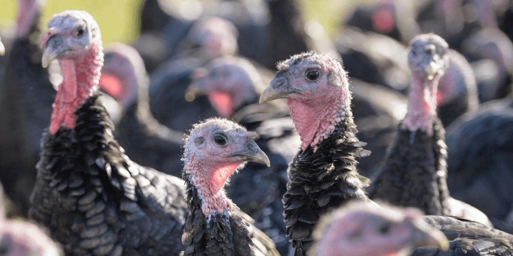 what do you call a group of turkeys image