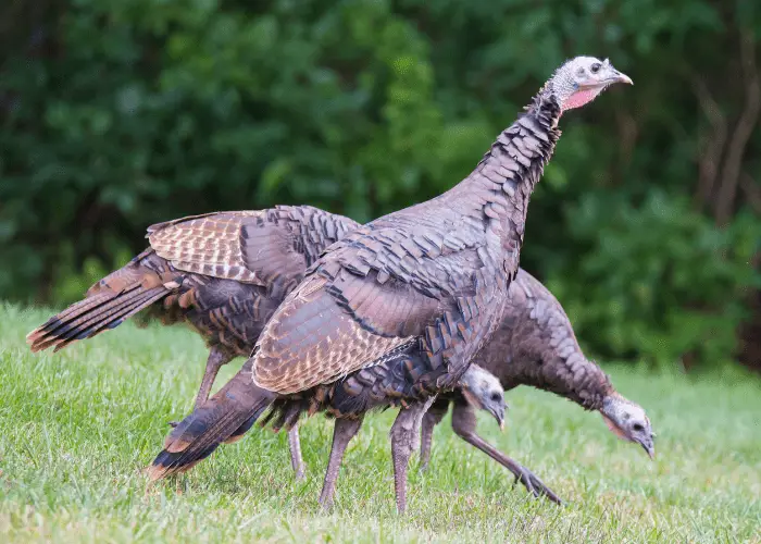 3 wild turkeys on the ground finding food