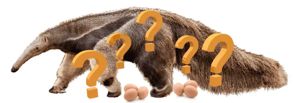 Do Anteaters Lay Eggs? | Animals Pickings