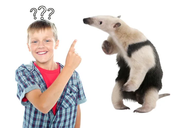 a boy thinking of an anteater