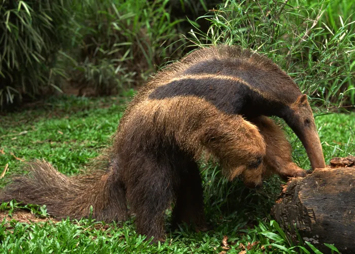 an anteater eating ants inside the tree