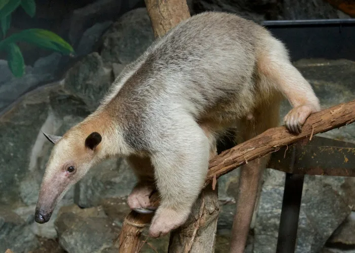 an anteater on tree branches