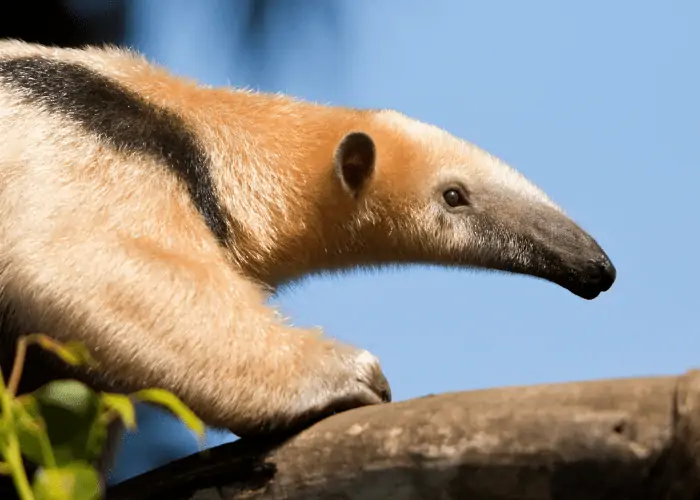 anteater close up photo
