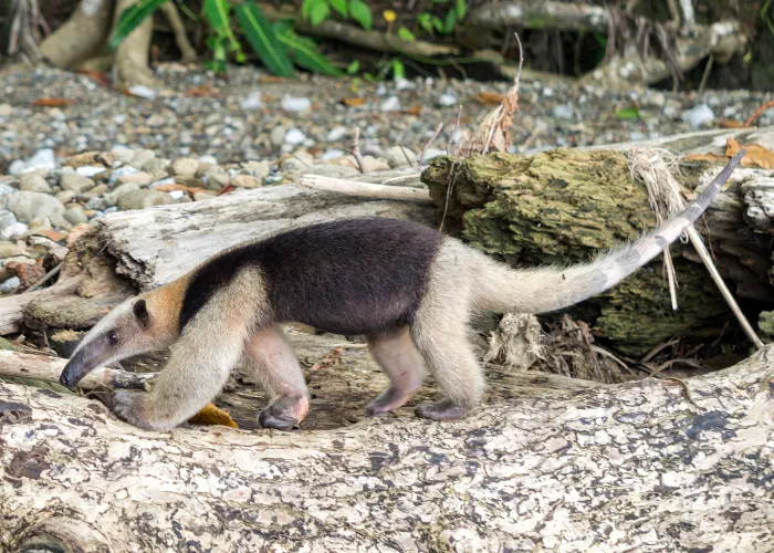 anteater looking for ants in the dead tree