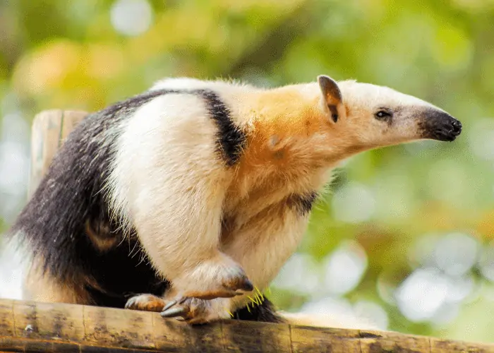 anteater standing on a wood