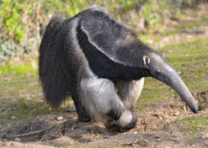 anteater walking on the ground