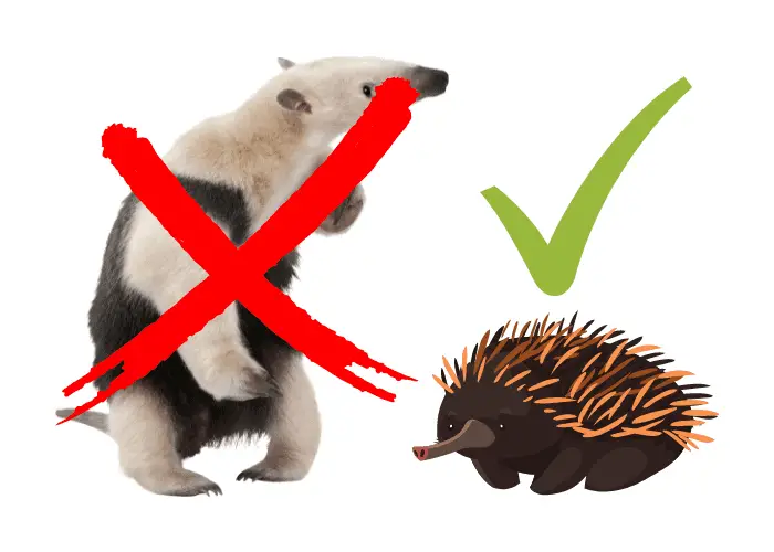 anteater with x mark and echidna with check mark