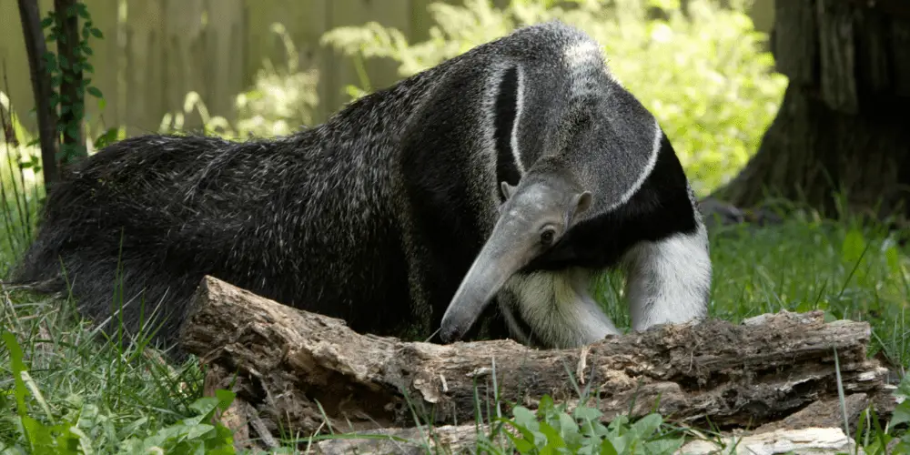 are anteaters carnivores image