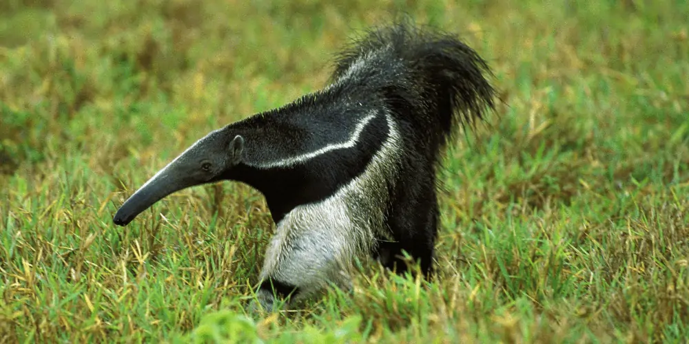 are anteaters dangerous featured image