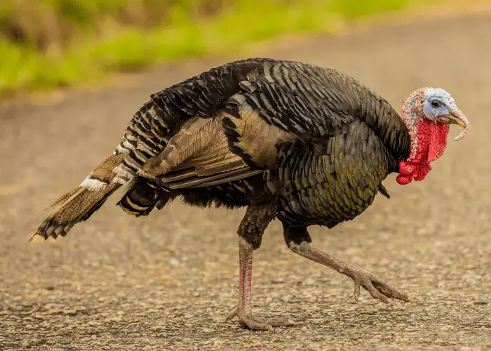 domestic turkey on the ground