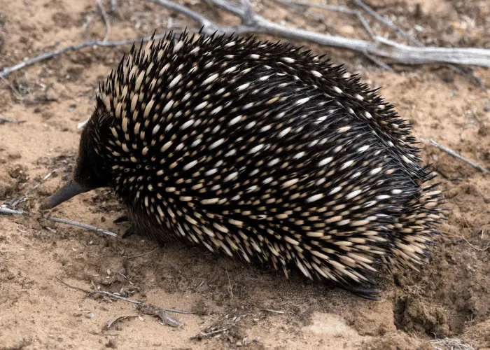 echidna on the dry mud