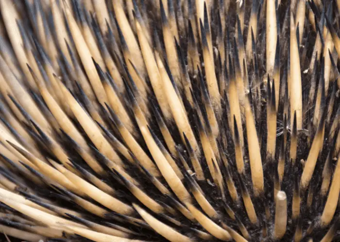 echidna spines close up photo