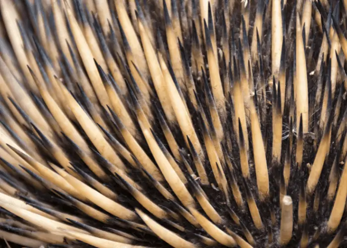 echidna spines close up photo