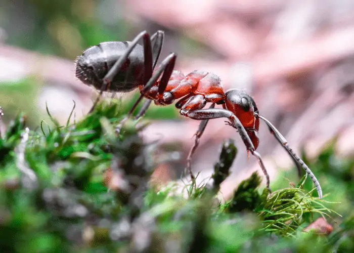 fireant on a grass