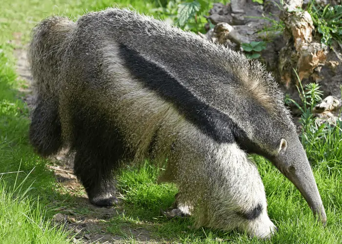 giant anteater walking on the ground