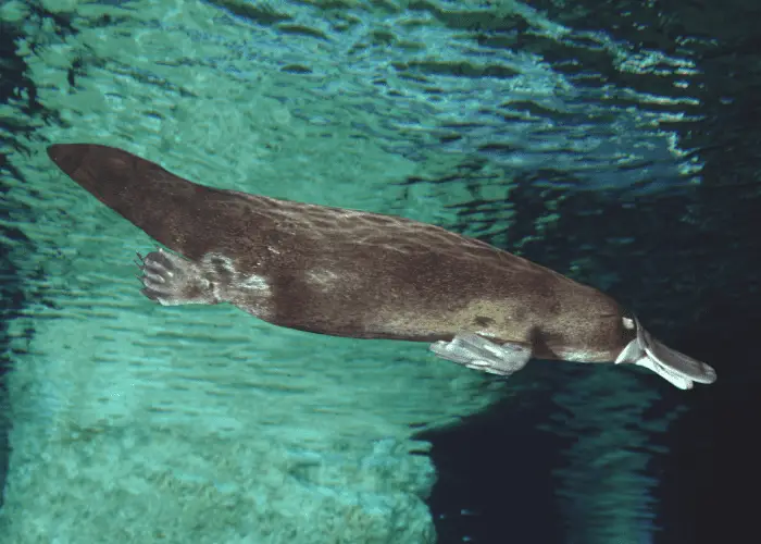 platypus in the water