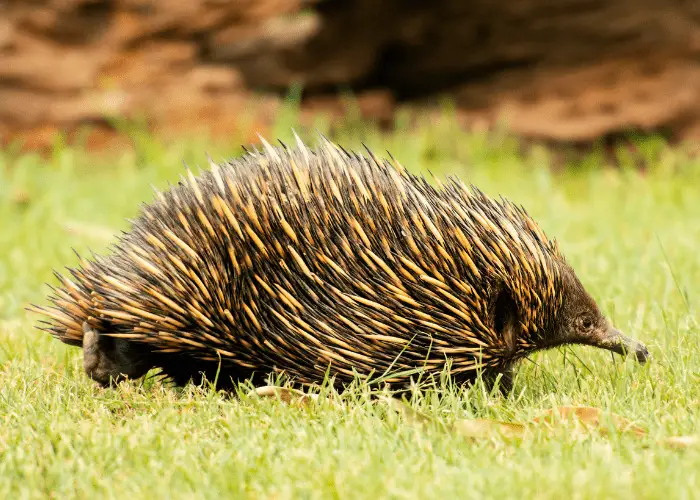 spiny anteater or echidna walking on the grass