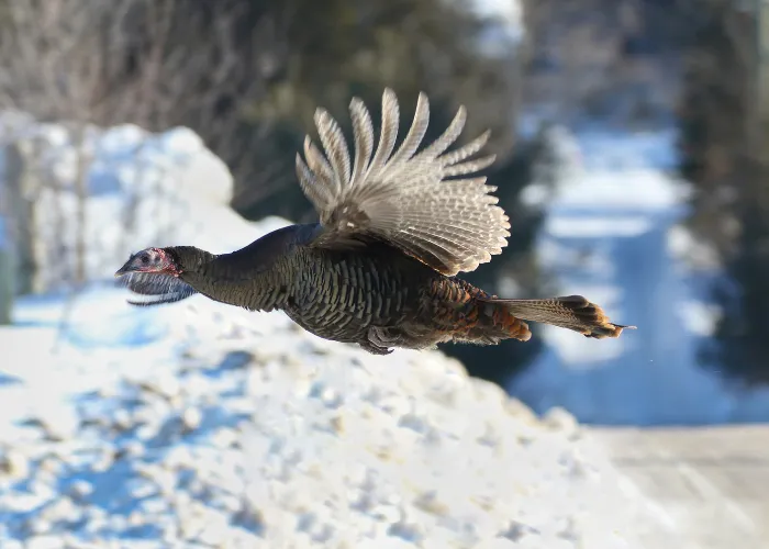 wild turkey flying in the snow