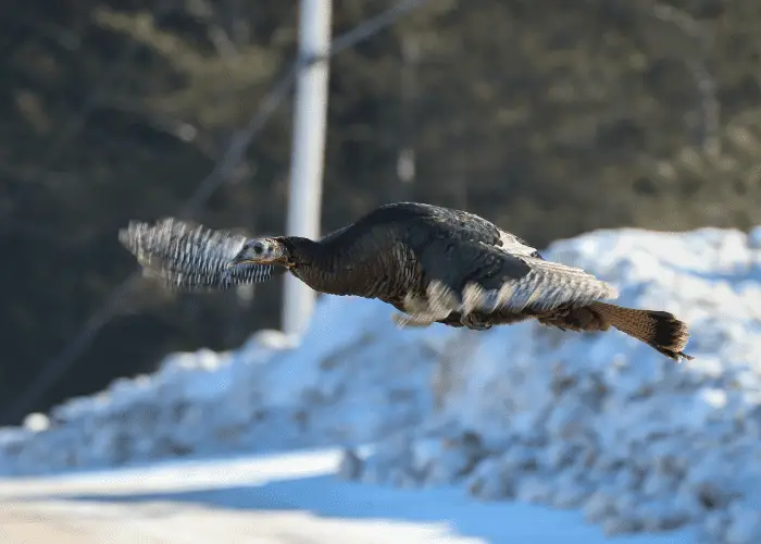 wild turkey flying over the snow