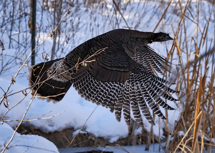 wild turkey flying up the tree during winter