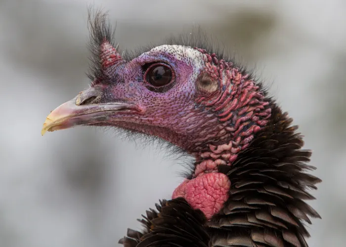 wild turkey left side view photo