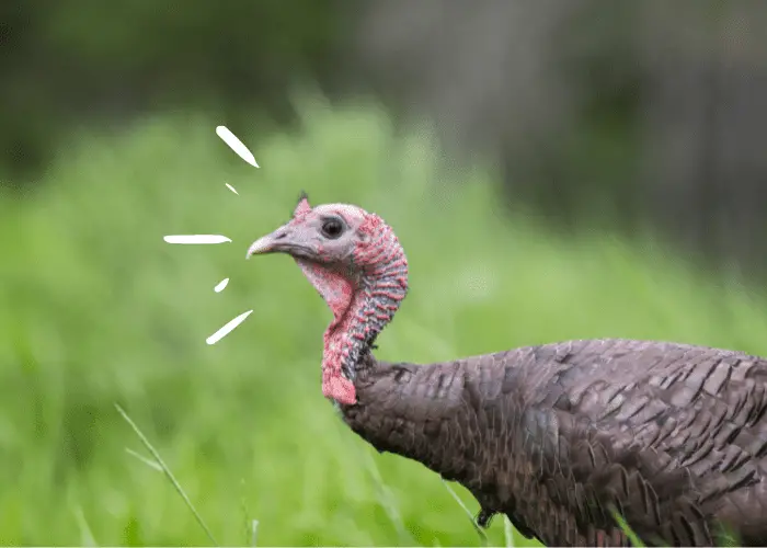 wild turkey side view photo