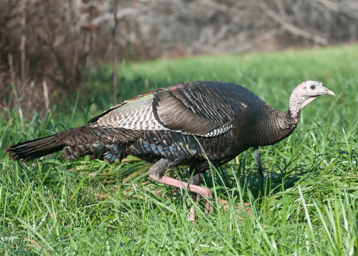 wild turkey walking on the grass