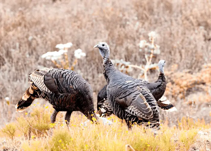 wild turkeys in the bush