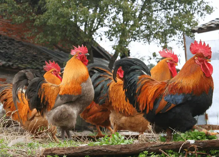 4 roosters in a farm