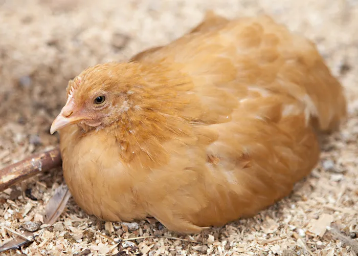 Buff Orpington chicken on the ground