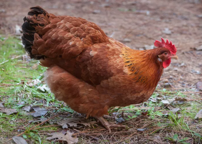 Rhode Island Red chicken on the ground