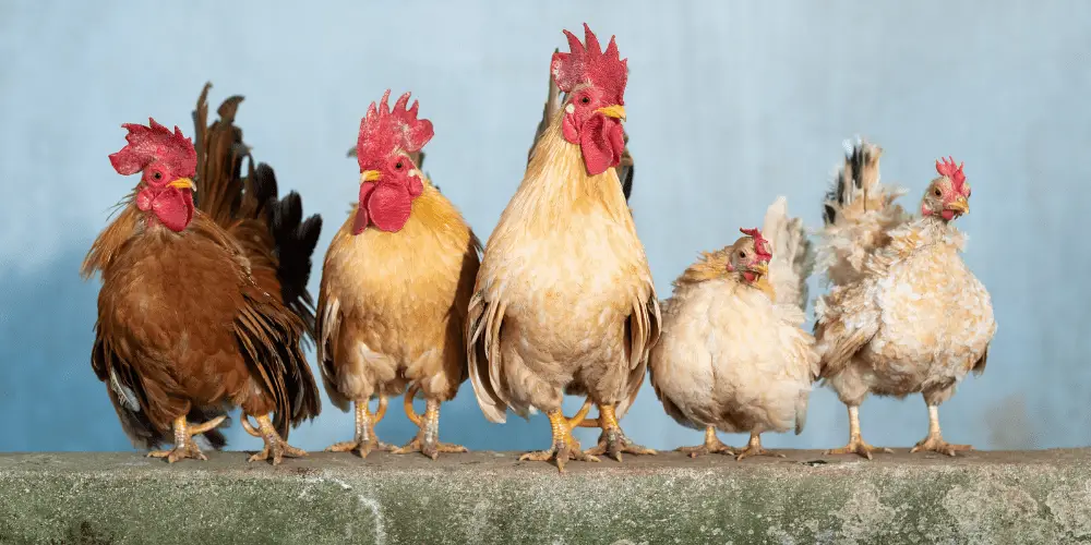 What is a Group of Chickens Called featured image
