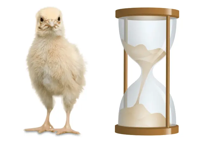 a chick with an hourglass