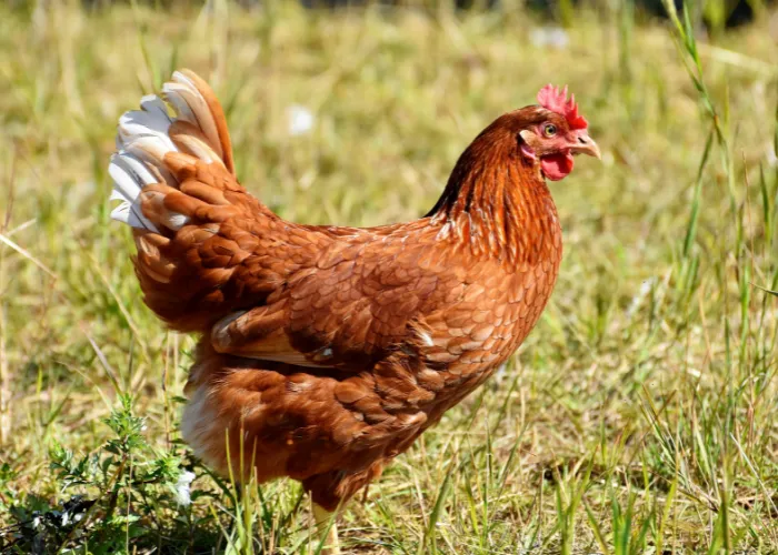 a chicken at a farm