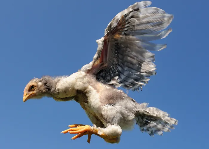 a chicken flying high on sky blue background