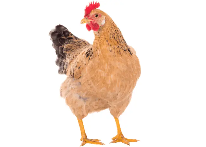 a female chicken or a hen standing on white background
