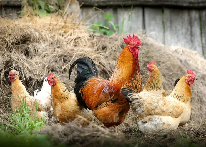 a flock of chicken in the backyard