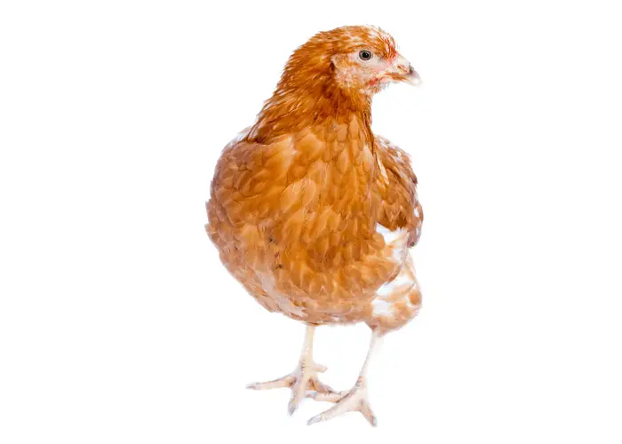 a pullet isolated on white background