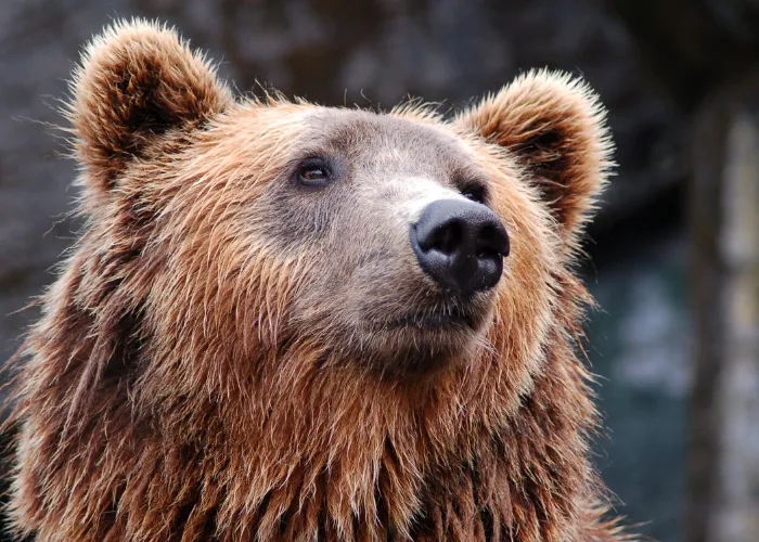 bear close up photo