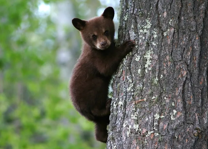 bear cub climbing on a tree