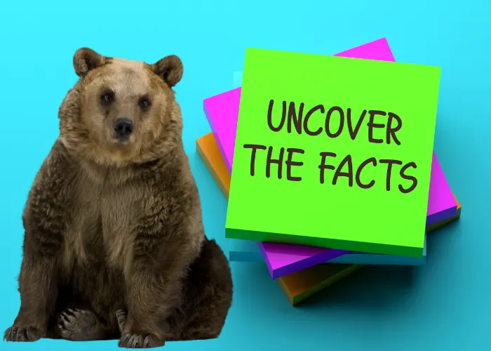 bear fun facts image